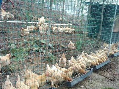 养鸡网围栏